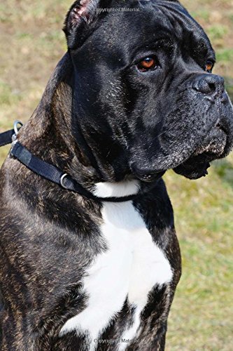 Italian Cane Corso Italian Mastiff Dog Portrait Journal