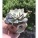 Ascrafter 5 Pcs 2.5 inch Ceramic Owl Succulent Planter Pot Succulent Container, Cactus Plant Pot, Mini Flower Pot With Holes
