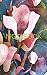 Notebook: Water color painting magnolia flowers tree trees watercolor paint art artwork artist by