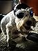 Evursua Pets Ridding Caps Cosplay Hat ABS Plastic Doggie Puppy Bike Motorcycle Helmets Sports Dog Costumes Accessories (S)