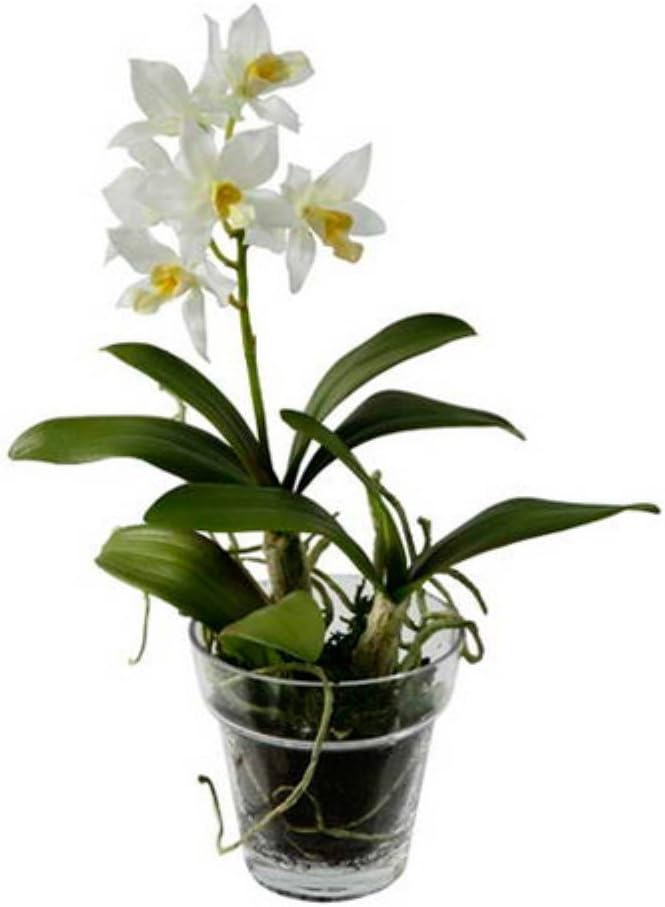 Dendrobium Orchid in Glass Pot Color: White