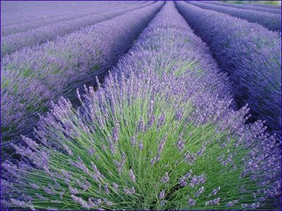 image for Aodicon Natural Lavender Dried Flower Bundles - 200 Stems - Can Be Use