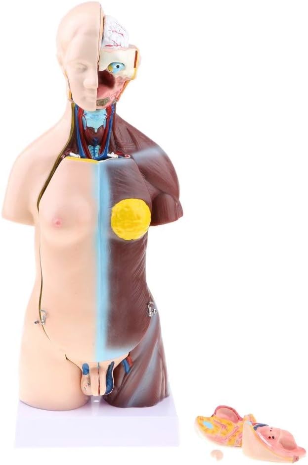 Amazon Co Jp Gaji 両性具有の人間の胴体モデル 人間の内臓の解剖学的モデル 胸部および腹部の臓器 医療研究所の構造試験装置 取り外し可能な23個 高さ45 Cm ホーム キッチン