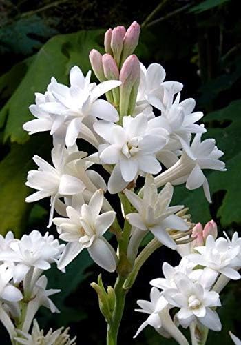 20 Live Bulb Double Tuberose Gkh Siam Garden Round The Year Flowering Plant Rajanigandha Highly Fragrant Flower Bulbs Seeds Bulbs Patio Lawn Garden Urbytus Com