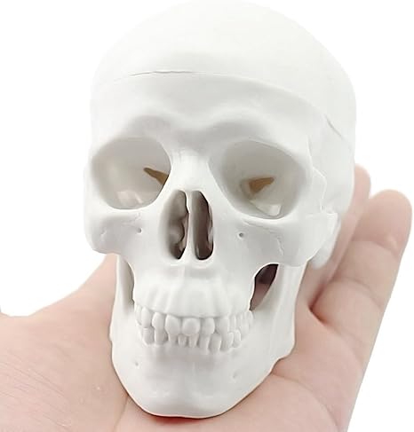 Amazon Tumao 頭蓋骨 可動式頭蓋模型 歯模型 頭部模型 モデル ヘッド 医学模型 ハロウィン 学校教材用 歯科耳鼻科眼科等に スモールサイズ オフホワイト プラモデル 通販