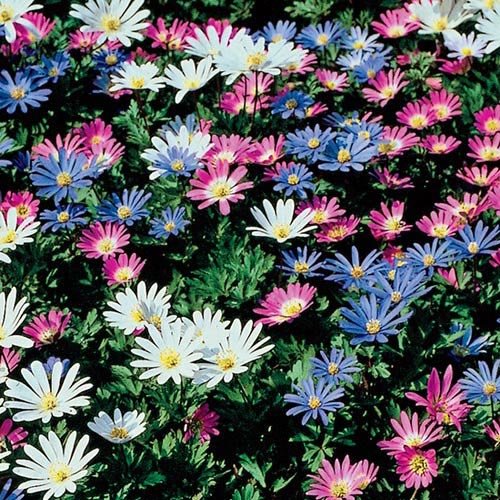 Votaniki Anemone Blanda Mix Bulbs 12-Pack Perennial Spring Flowers Attract Bees Easy Grow Shade Tolerant Ground Cover