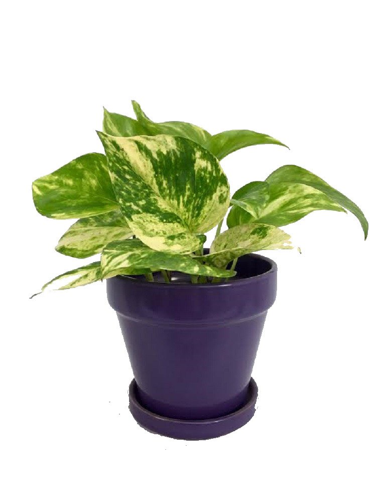 Epipremnum Aureum - Tips for Growing and Caring for Golden ...