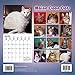 Maine Coon Cats 2017 Wall Calendar