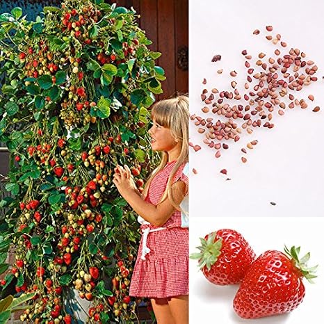 Semillas de fresa escalada Inmersión de fresa Fruta aromática ...