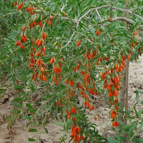 Nianyan 50 Pcs Chinese Barbary Wolfberry Seeds Medlar Goji Berry Lycii Organic Fruit