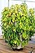 Greenstalk Mover Vertical Planters