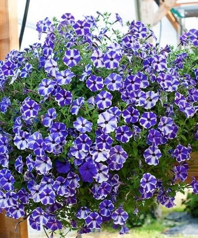 Heart Hanging 150 Petunia Seeds Upc 650327337718