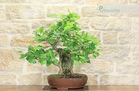 London Plane Bonsai Tree (18): Amazon.co.uk: Garden & Outdoors London Plane Bonsai Tree (18): Amazon.co.uk: Garden & Outdoors