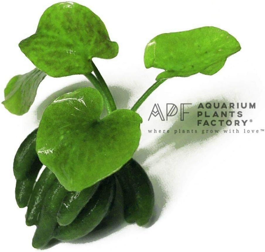 aquarium plants factory