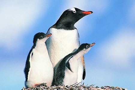 Amazon Co Jp 特大 ポスター ペンギンの家族鳥ペンギン岩 キャンバスフォトアートプリントポスター 写真の壁の装飾 594x4mm Generic