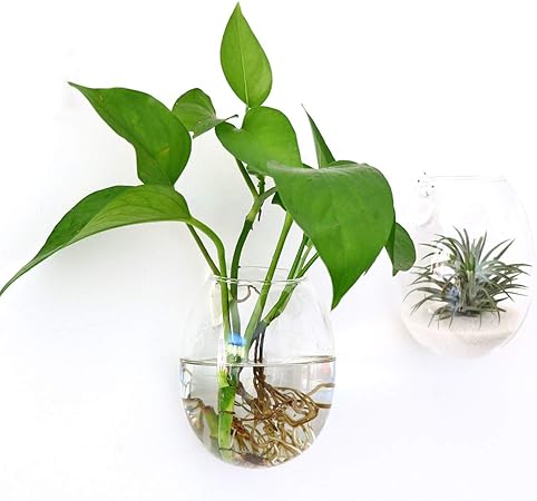 Amazon Com Ivolador 2pcs Wall Hanging Glass Plant Terrarium Container Egg Shape Perfect For Propagating Hydroponic Plants Home Office Garden Decor Wedding Kitchen Dining