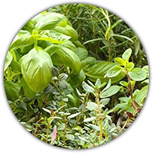 Semillas mixtas italianas de 6 hierbas aromáticas (orégano ...