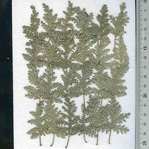 押し花パック 人気商品 押し花素材材料 ２４枚 シルバーレース