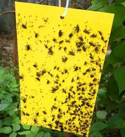 Highly Effective Sticky Trap Paper For Aphid Whitefly House Fly