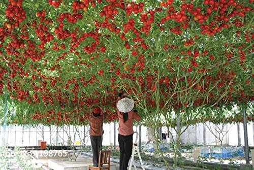 100 Italian Tree Tomato Rare Heirloom Seeds Of Life Tomato Giant Tree Fruit Seeds Buy Online In Bahamas At Bahamas Desertcart Com Productid 55332766