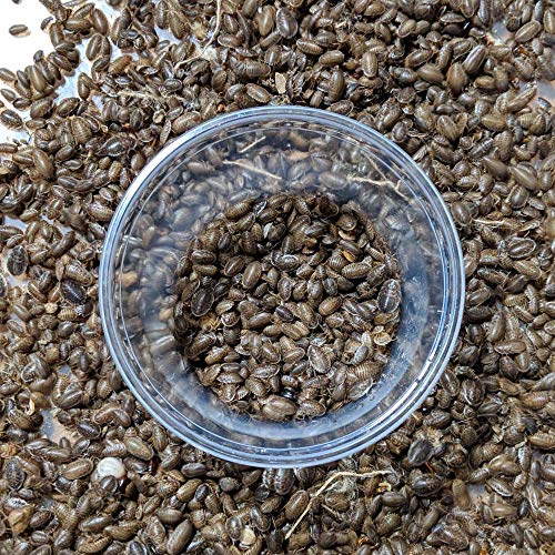 DBDPet Premium Live Dubia Roaches 255ct Small (0.25-0.375") - Bearded Dragon, Leopard Gecko, Phelsuma, Chameleon, and Other Small Reptile Food - Includes a Caresheet - Thumbnail 2