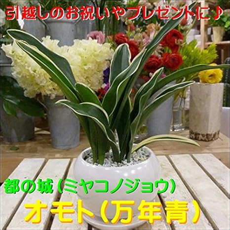 Amazon 万年青 オモト 都の城 みやこのじょう 和風の和み テーブルサイズ S サイズ インテリア陶器鉢植え 受け皿付き 都城 観葉植物 オンライン通販 Amazon 万年青 オモト 都の城 みやこのじょう 和風の和み テーブルサイズ S サイズ インテリア陶器鉢植え 受け皿付き 都城 観葉植物 オンライン通販