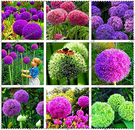 Amazon 9 クリエイティブ植物100ピースジャイアントタマネギ種子アリウムギガンテウム花種子花盆栽植物diyホームガーデン植物 花
