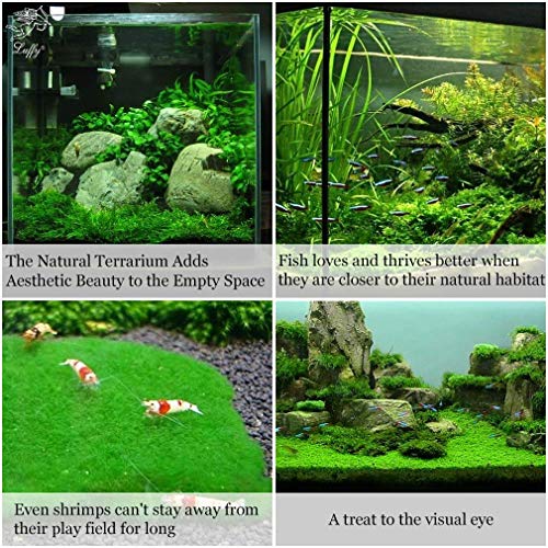 Luffy Moss Wall Mesh Kit (5 pcs) - Stainless Steel, Strong and Flexible, Enhance Aquarium with a Luscious Green Moss Wall or Moss Floor: Easy to Use with All Aquatic Plants Including Java and Pellia