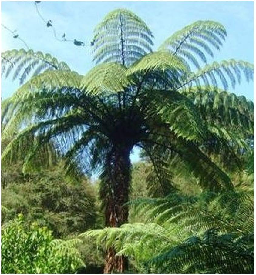 Cyathea medullaris black tree fern 10 seeds Garden