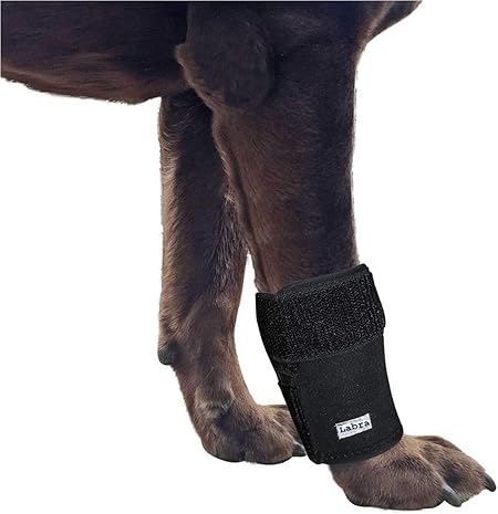 brace for dog front paw