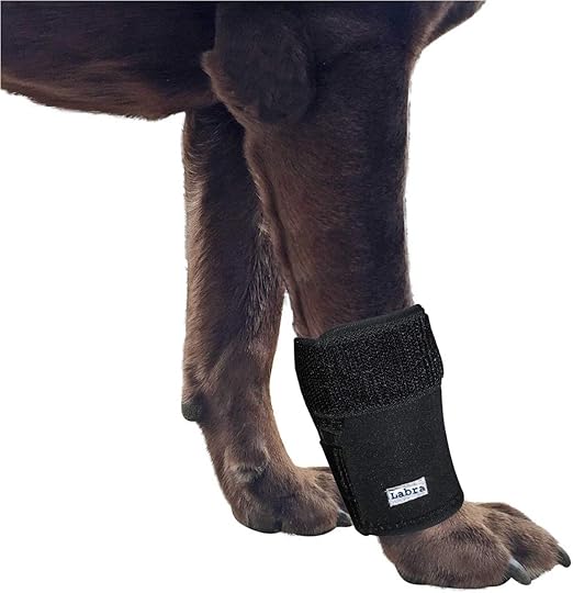 labra dog knee brace