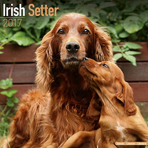 Irish Setter Calendar 2017 - Dog Breed Calendars - 2016 - 2017 wall calendars - 16 Month by Avonside