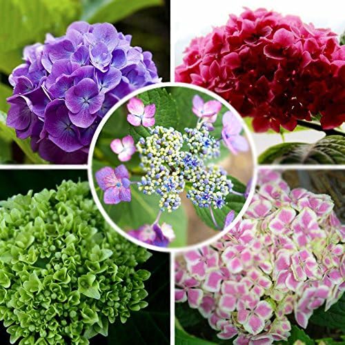 100pcs Mixed Color Hydrangea (Hydrangea macrophylla) Seeds Bridal Wedding Flower