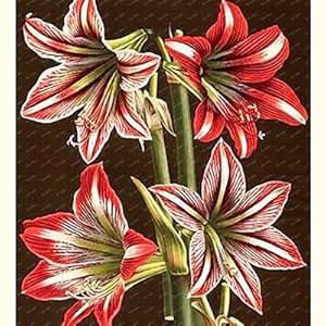 Amarilis 9788466301862 Amazon Com Books