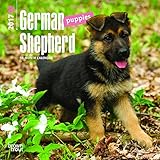 German Shepherd Puppies 2017 Mini 7x7