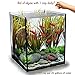 SunGrow Aquarium Algae Control - Kill algae in 5 days: Fast and effective: Safe for Fish & Shrimps: For Freshwater & Marine Use