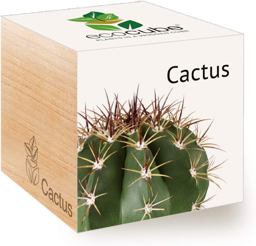 Feel Green Ecocube Cactus, Grow Your Own Kit, Sustainable & Unusual Gift (100% Eco Friendly), Plant in A Wooden Cube, Made in Austria