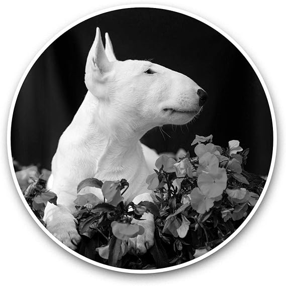 Amazon Com Vinyl Stickers Set Of 2 15cm Black White English Bull Terrier Puppy Dog Laptop Luggage Tablet 42841 Arts Crafts Sewing
