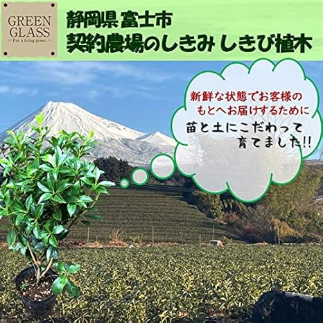 Amazon 植木 しきみ 1本 しきび 樹高約50 仏壇 お墓参り 墓前 お彼岸 お盆 仏壇 お供え お悔やみ シキミ シキビ 香花 1本 植木
