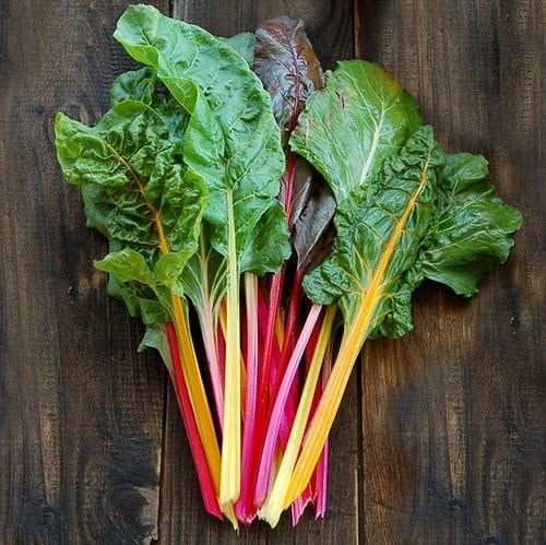 Organic Non-GMO Rainbow Blend Chard - OPEN-POLLINATED - Garden Vegetable Seed for Planting (price includes shipping)