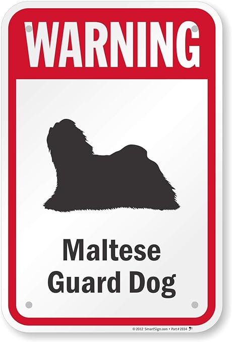 maltese guard dog