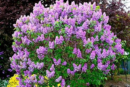 Amazon Com 20 30 Purple Old Fashion Lilac Bush The Most Amazon Com 20 30 Purple Old Fashion Lilac Bush The Most