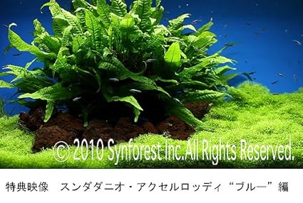 Amazon Com シンフォレストdvd 熱帯魚映像図鑑 バーチャル アクアリウム 映像と音で愉しむ美しき熱帯魚の世界 Movies Tv