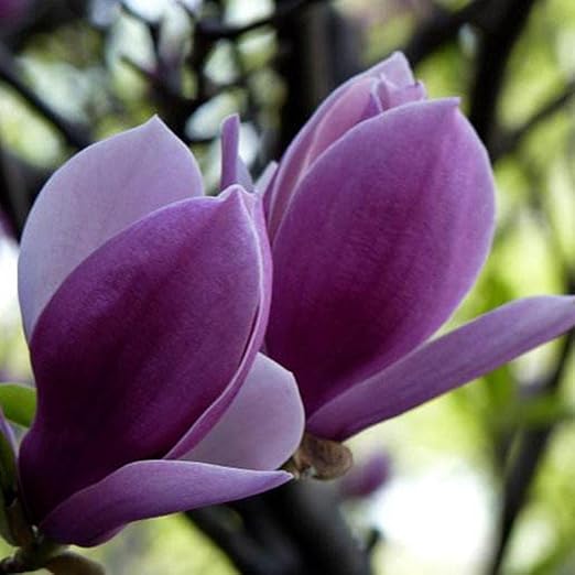 FastDirect Semillas de Magnolia Multicolor Semillas de Flores 20 ...