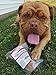 Peppy Pooch Beef Tendons 5” Sticks – 12 Pack. All-Natural American Beef Chews for Dogs. Made in USA.