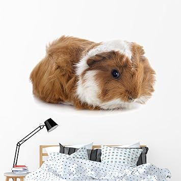 guinea pig wall stickers