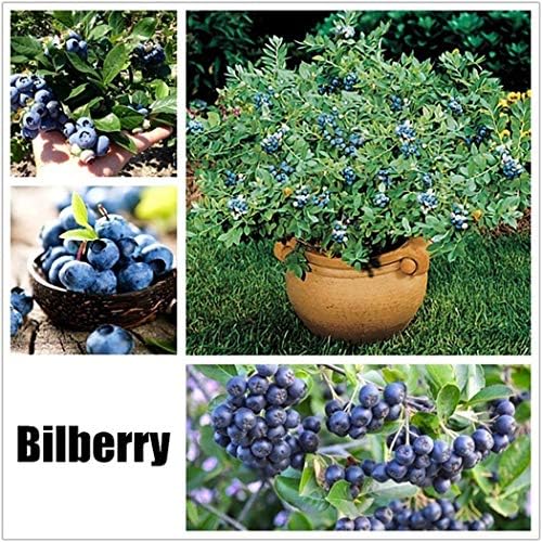 Beautytalk Seeds- Perennial Fescue Seeds Garden Plant Grass Bonsai Seeds