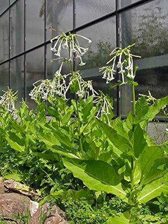 Waldtabak, Bergtabak (Nicotiana sylvestris) 1000 Samen indianische ursprüngliche Sorte