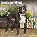 American Pit Bull Terrier Calendar 2017 - Dog Breed Calendars - 2016 - 2017 wall calendars - 16 Month by Avonside