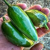 Certified Organic JalapeÃ±o Chili Pepper Seeds (~40): Non-GMO, Certified Organic Heirloom Seed Packet